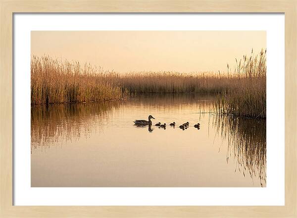 Duck Family Swimming Together