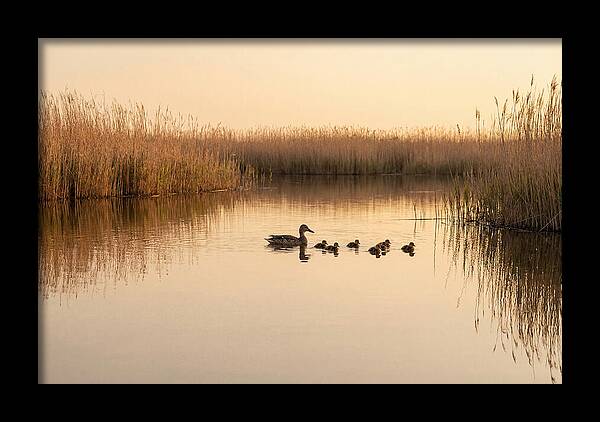Duck Family Swimming Together