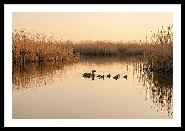 Duck Family Swimming Together