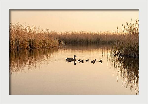 Duck Family Swimming Together