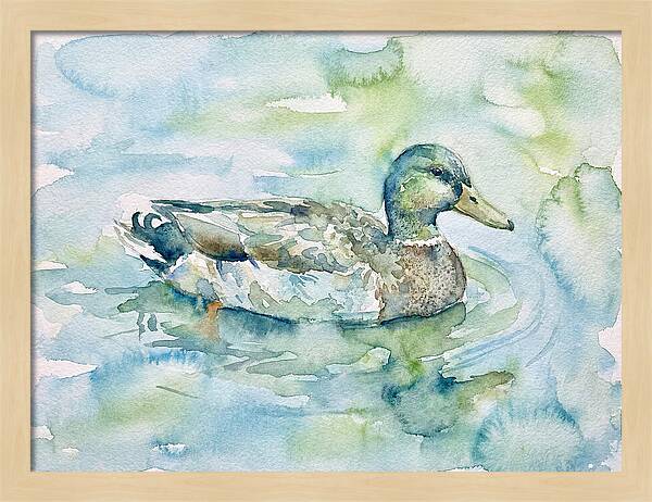 Duck Swimming In Tranquil Waters