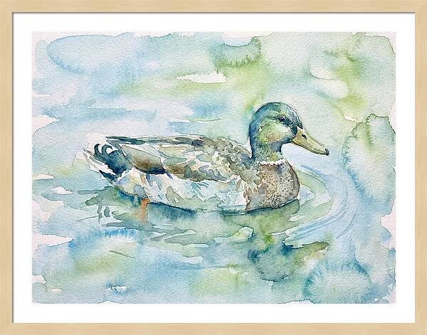 Duck Swimming In Tranquil Waters