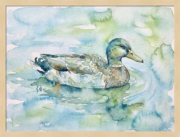 Duck Swimming In Tranquil Waters