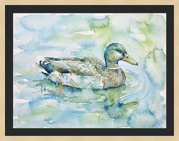 Duck Swimming In Tranquil Waters