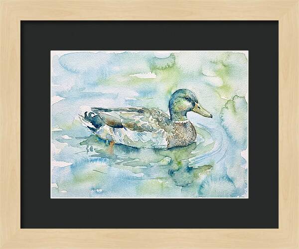 Duck Swimming In Tranquil Waters