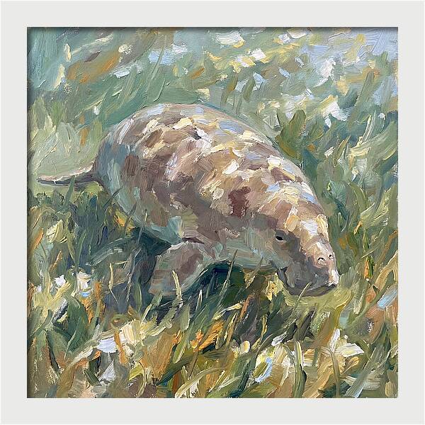 Dugong Among Seagrass