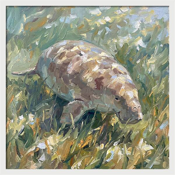 Dugong Among Seagrass