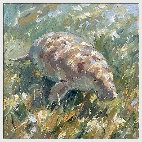 Dugong Among Seagrass