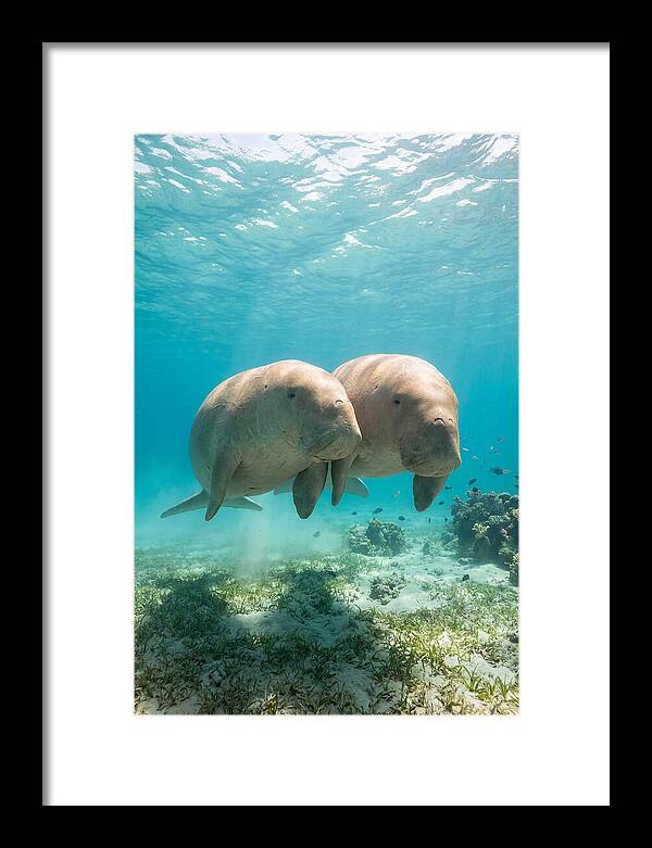 Dugong Duo Underwater