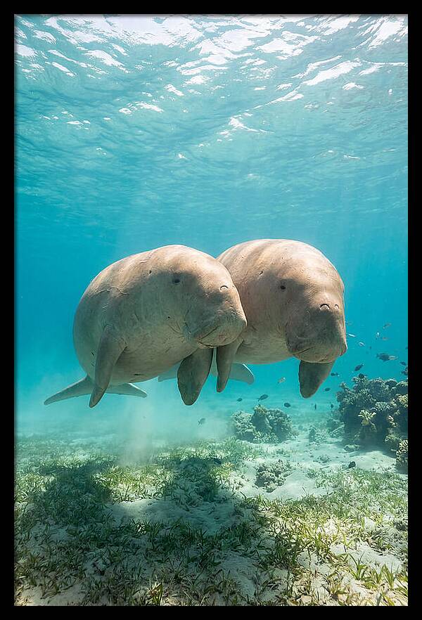 Dugong Duo Underwater