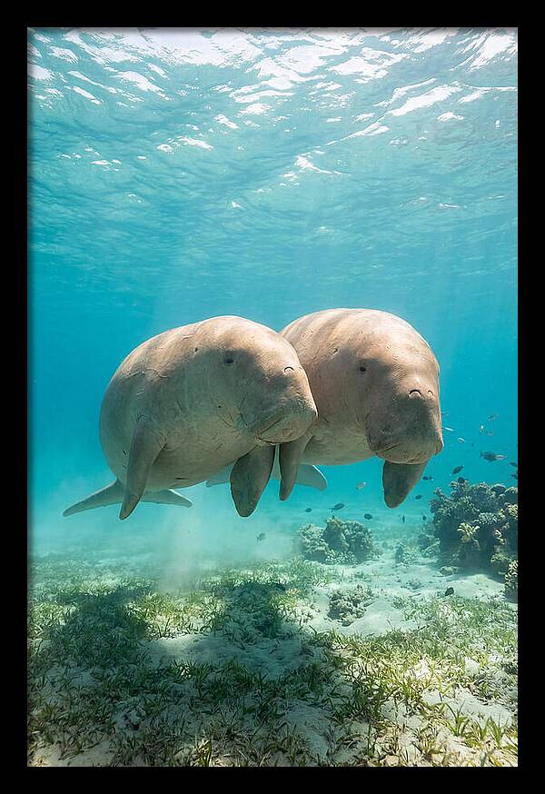 Dugong Duo Underwater