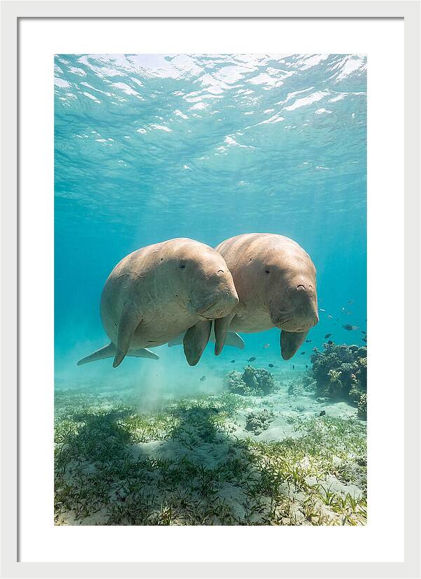 Dugong Duo Underwater