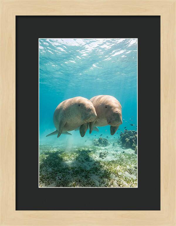 Dugong Duo Underwater