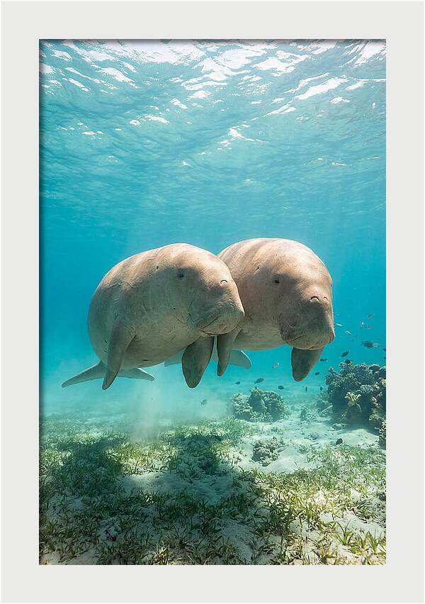 Dugong Duo Underwater