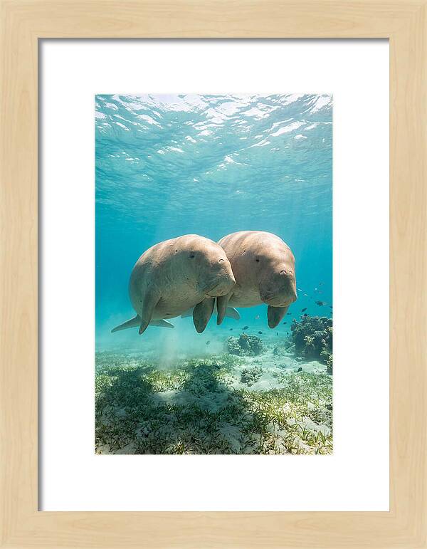 Dugong Duo Underwater