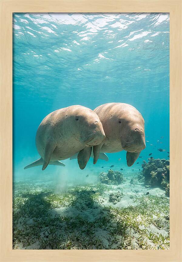 Dugong Duo Underwater