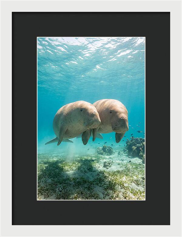 Dugong Duo Underwater