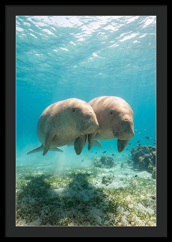 Dugong Duo Underwater