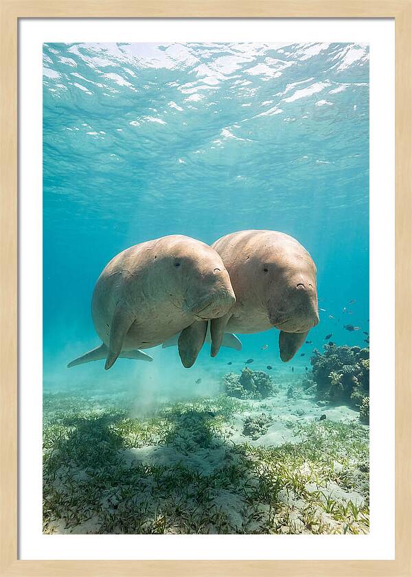 Dugong Duo Underwater