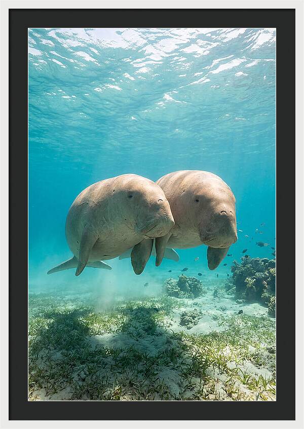 Dugong Duo Underwater