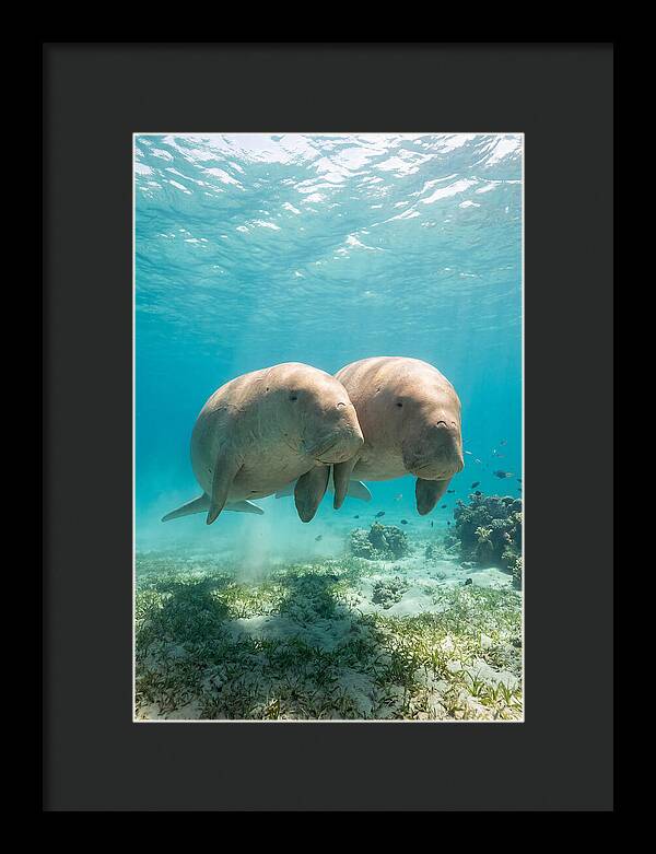 Dugong Duo Underwater