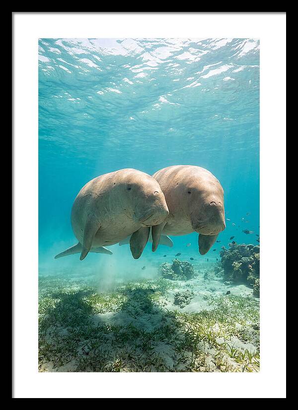 Dugong Duo Underwater