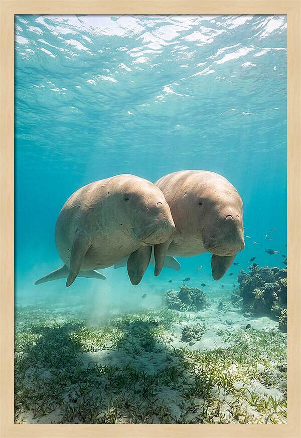 Dugong Duo Underwater