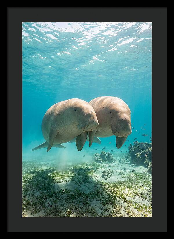 Dugong Duo Underwater