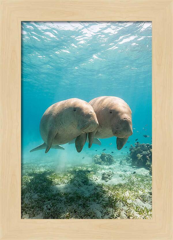 Dugong Duo Underwater