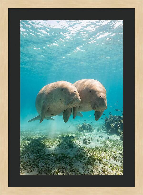Dugong Duo Underwater