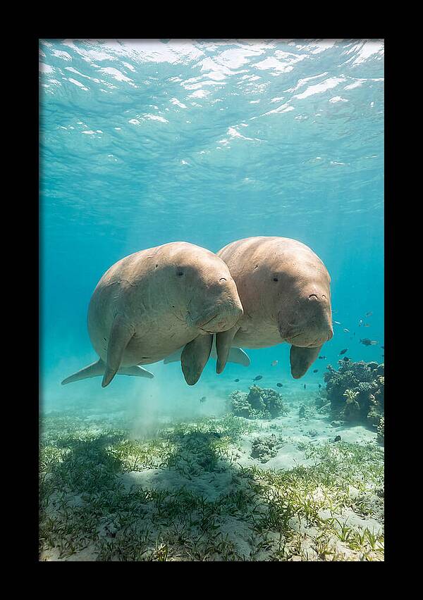 Dugong Duo Underwater