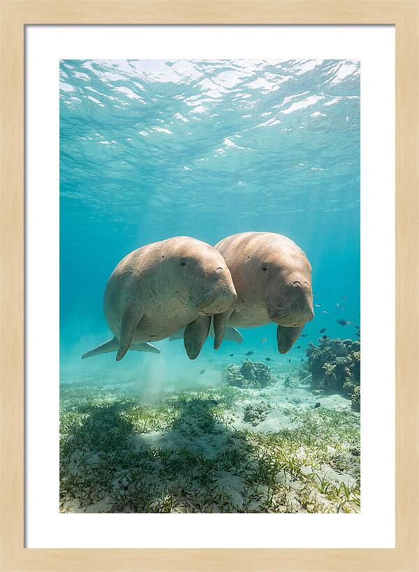 Dugong Duo Underwater