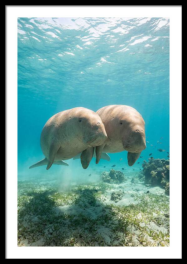 Dugong Duo Underwater
