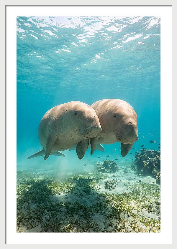 Dugong Duo Underwater