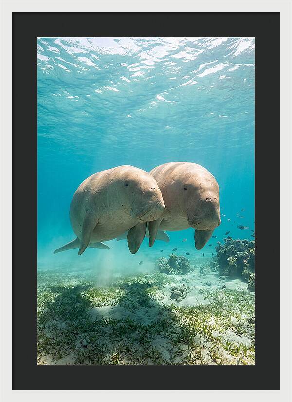 Dugong Duo Underwater