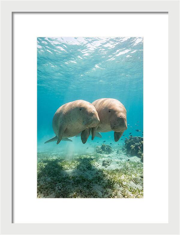 Dugong Duo Underwater