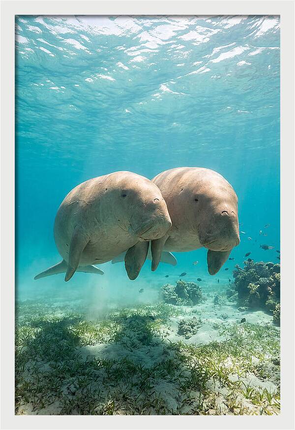 Dugong Duo Underwater