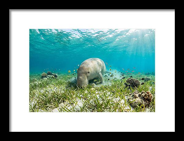 Dugong In A Seagrass Meadow