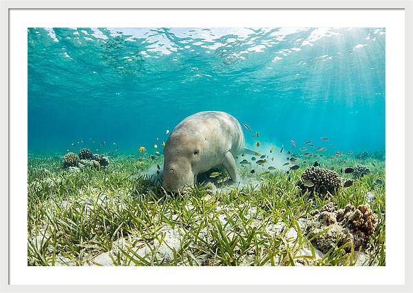 Dugong In A Seagrass Meadow