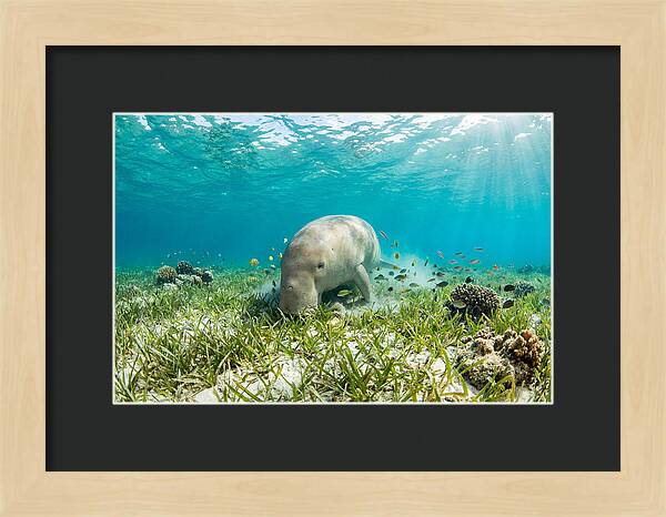Dugong In A Seagrass Meadow