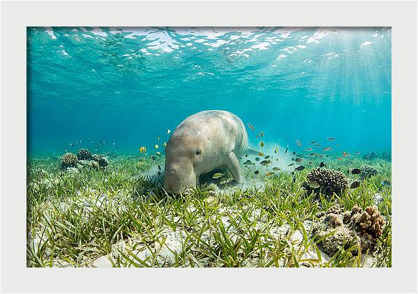 Dugong In A Seagrass Meadow