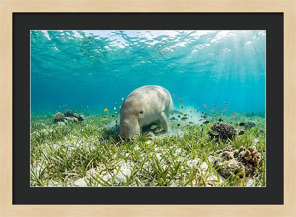 Dugong In A Seagrass Meadow