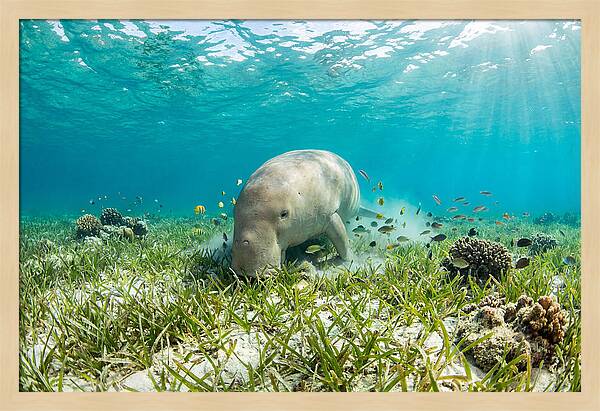 Dugong In A Seagrass Meadow