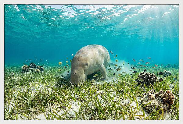 Dugong In A Seagrass Meadow