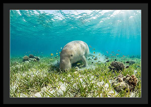 Dugong In A Seagrass Meadow