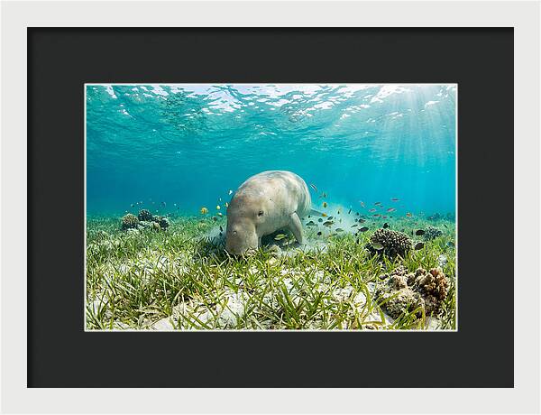 Dugong In A Seagrass Meadow