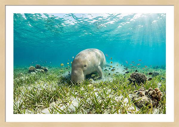 Dugong In A Seagrass Meadow