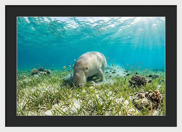 Dugong In A Seagrass Meadow