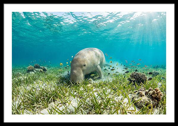 Dugong In A Seagrass Meadow