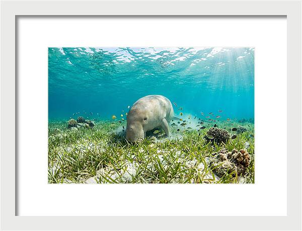 Dugong In A Seagrass Meadow